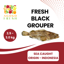 将图片加载到图库查看器,Fresh Sea Caught Black Grouper (1 - 3kg)