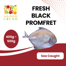 将图片加载到图库查看器,Fresh Black Promfret (400 - 500g)