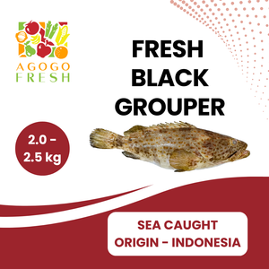 Fresh Sea Caught Black Grouper (1 - 3kg)