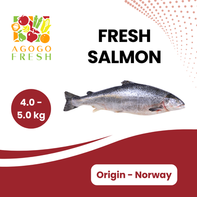 Fresh Norway Salmon (4 - 5kg)