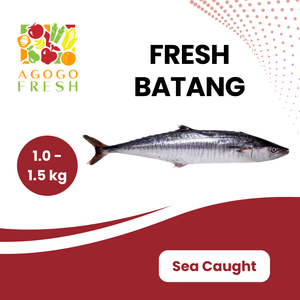 Fresh Sea Caught Batang (1 - 4 kg)