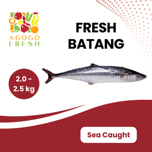 Fresh Sea Caught Batang (1 - 4 kg)