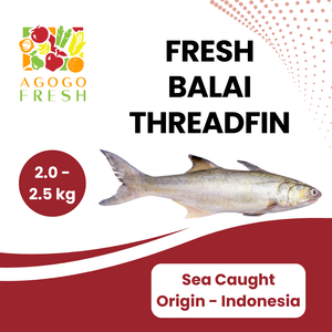 Fresh Sea Caught Balai Threadfin (1.5 - 4kg)