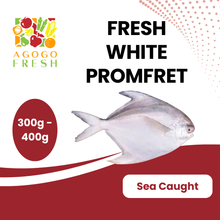 将图片加载到图库查看器，Fresh White Promfret (300 - 400g)