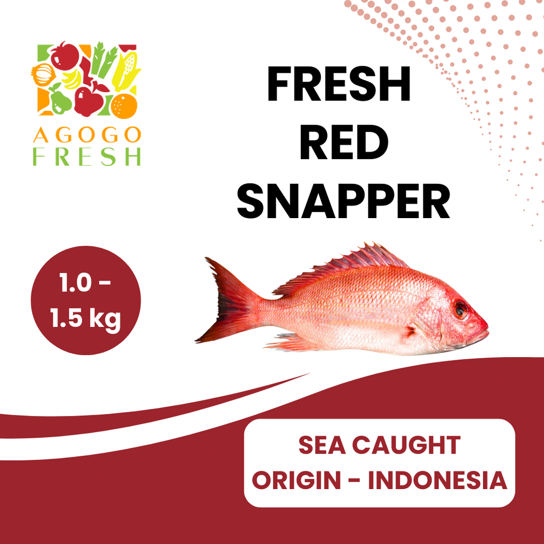 Fresh Sea Caught Red Snapper ( 1 - 2kg)