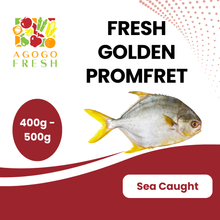 将图片加载到图库查看器，Fresh Golden Promfret (400-500g)