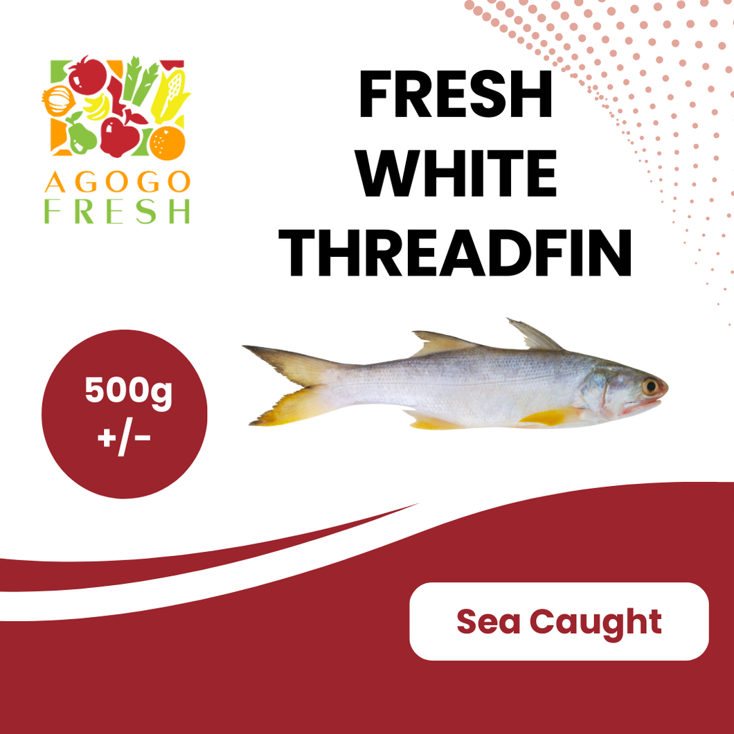 Fresh White Threadfin (500g+/-)