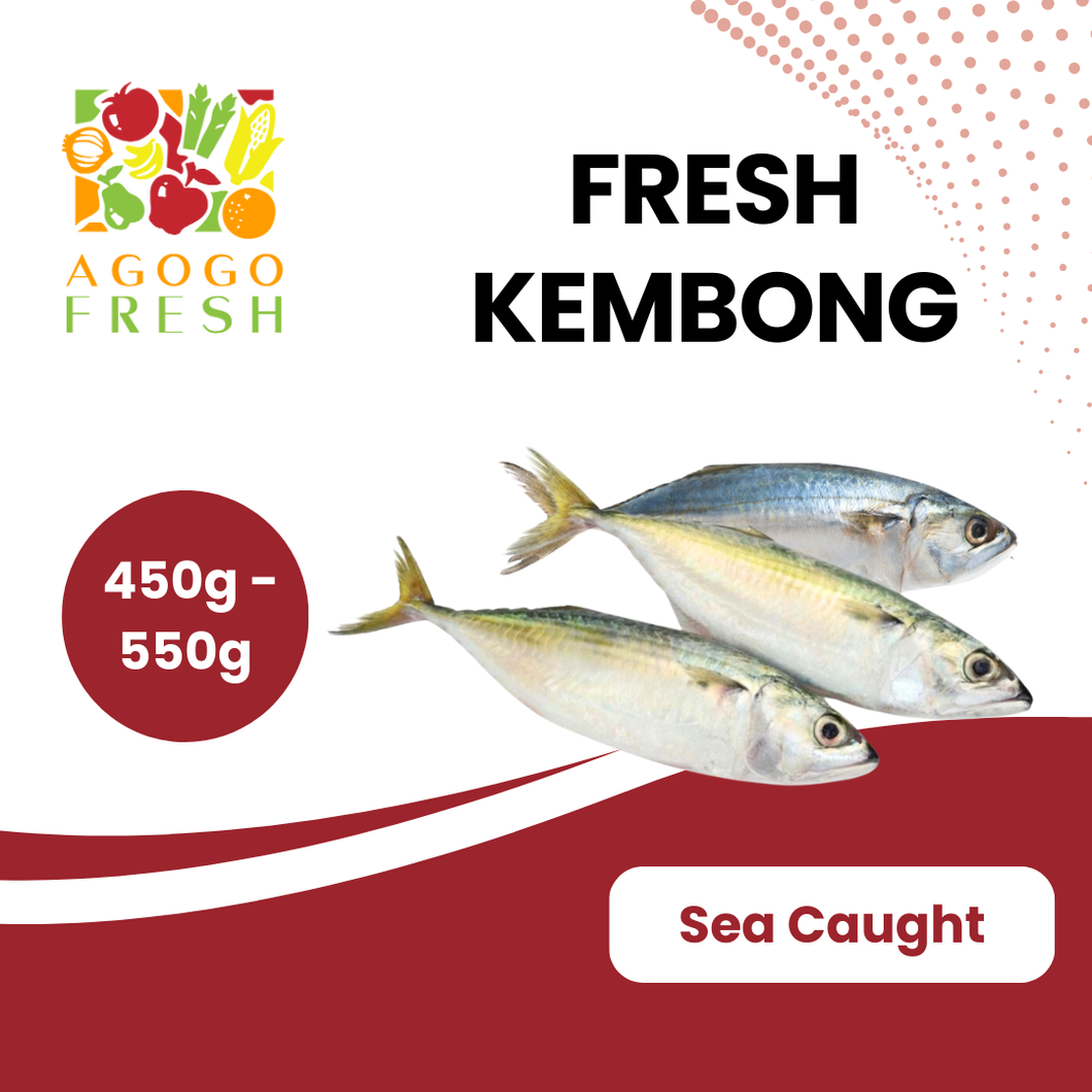 Fresh Kembong (450 - 550g)