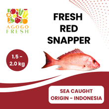 将图片加载到图库查看器，Fresh Sea Caught Red Snapper ( 1 - 2kg)