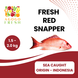 Fresh Sea Caught Red Snapper ( 1 - 2kg)