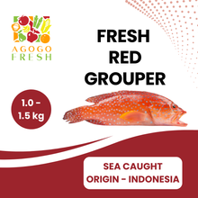 将图片加载到图库查看器，Fresh Sea Caught Red Grouper ( 1 - 3kg)