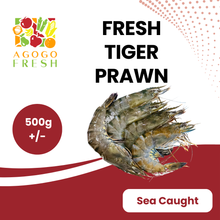 将图片加载到图库查看器，Fresh Tiger Prawn (500g+/-)