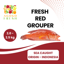 将图片加载到图库查看器，Fresh Sea Caught Red Grouper ( 1 - 3kg)