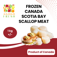 将图片加载到图库查看器，Frozen Canada Scotia Bay Scallop Meat (1kg+/-)