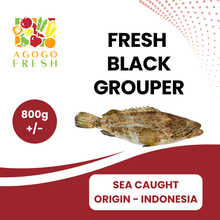 将图片加载到图库查看器，Fresh Black Grouper (800g+/-)