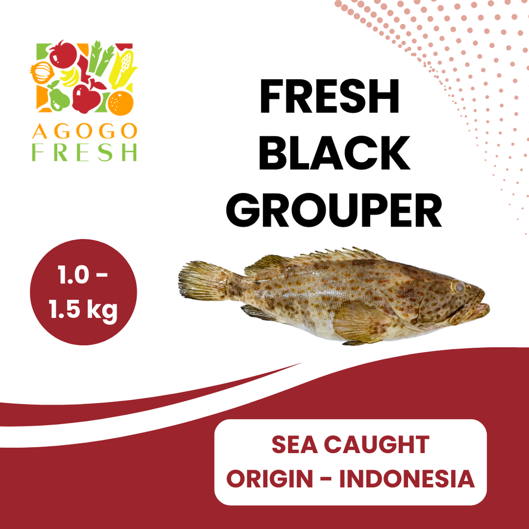 Fresh Sea Caught Black Grouper (1 - 3kg)