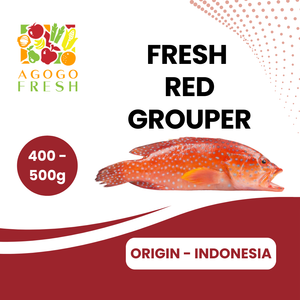 Fresh Red Grouperr (400 - 500g)