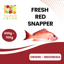 将图片加载到图库查看器，Fresh Red Snapper (600 - 700g)