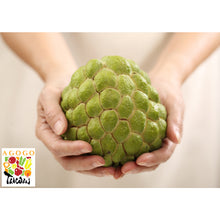 Load image into Gallery viewer, TaiTung Sugar Apple Box (3kg) Direct Shipment From Taiwan