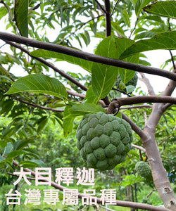 TaiTung Sugar Apple Box (3kg) Direct Shipment From Taiwan