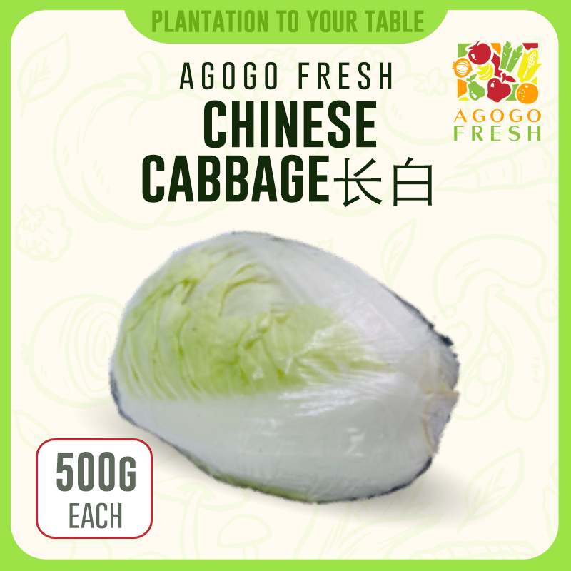 F12 Chinese  Cabbage 长白