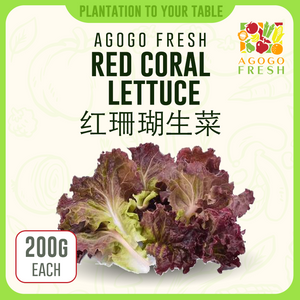 F33 Red Coral Lettuce