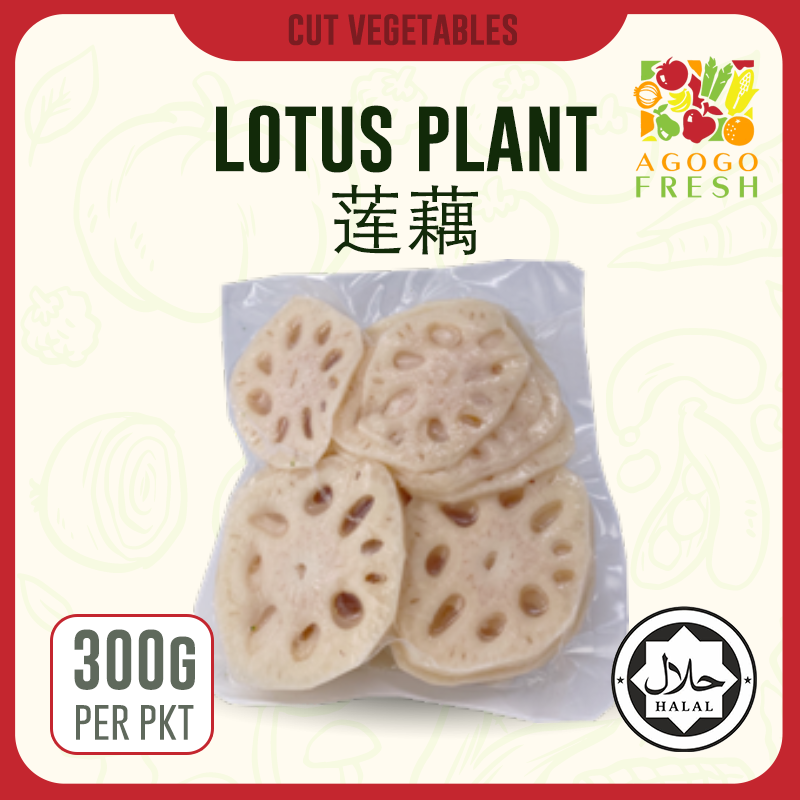 D32 Lotus plant 莲藕