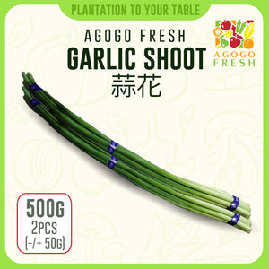 Garlic Shoot